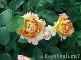 Rose des Cisterciens 