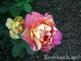 Rose des Cisterciens 