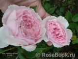 The Wedgwood Rose