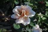 Julia's Rose