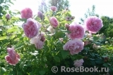 Cottage Rose 