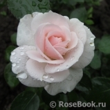 Aspirin Rose