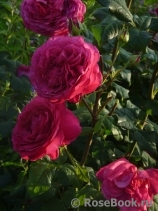 Johann Wolfgang von Goethe Rose®