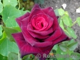 Black Baccara