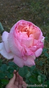 Abraham Darby