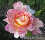 Rose des Cisterciens 