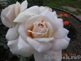 Lions Rose