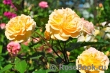 Rose de Gerberoy ®