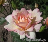 Rose des Cisterciens 