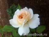 Crocus Rose® 