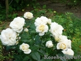 Lions Rose