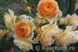 Crown Princess Margareta®