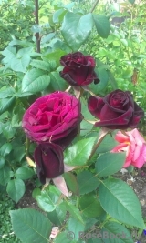 Black Baccara