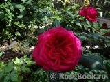 Johann Wolfgang von Goethe Rose®