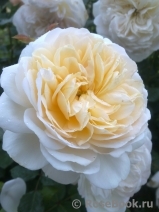 Crocus Rose® 