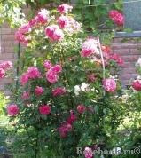 Rosarium Uetersen