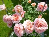 Abraham Darby