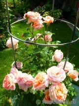 Abraham Darby