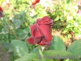 Black Baccara