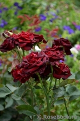 Black Baccara