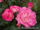 Bordure Rose 