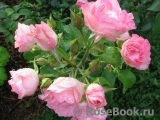 Bordure Rose 