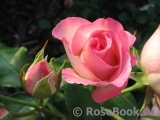 Bordure Rose 