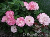 Bordure Rose 