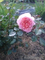 Abraham Darby