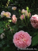 Abraham Darby