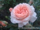 Abraham Darby