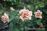 Julia's Rose