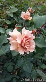 Julia's Rose