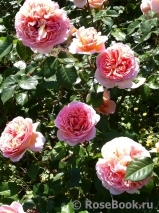 Abraham Darby