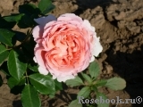 Abraham Darby