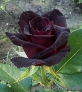 Black Baccara