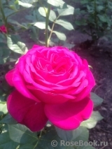 Johann Wolfgang von Goethe Rose®