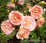 Abraham Darby