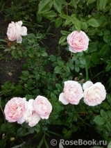 Abraham Darby