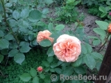 Abraham Darby