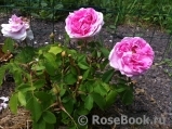 Rose des Peintres