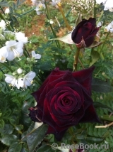 Black Baccara