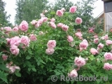 Cottage Rose 