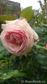 A Shropshire Lad