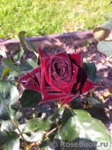 Black Baccara