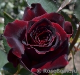 Black Baccara