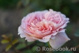 Abraham Darby