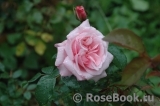 Rossetti Rose