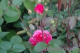 Ivor's Rose