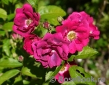 Crimson Rambler